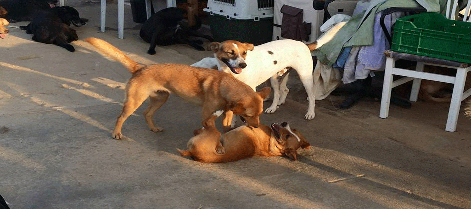 perros jugando en PALEVLAS protectora animal en Málaga